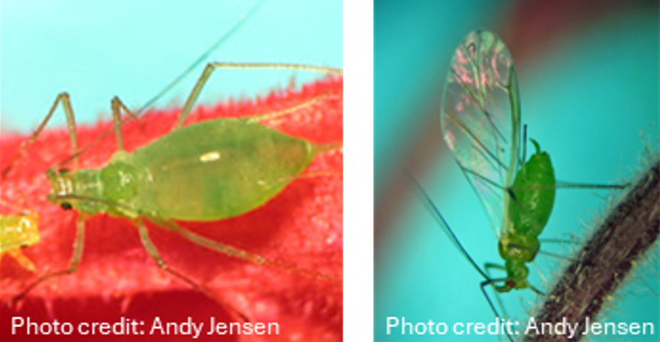 Two images of potato aphids.
